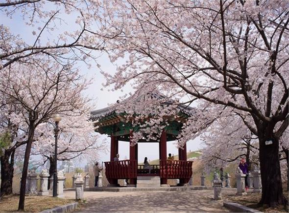 Du lịch Hàn Quốc Hoa anh đào 2019 (LỰA CHỌN MỚI - DỊCH VỤ TỐT NHẤT) Du lịch Hàn Quốc Hoa anh đào 2019 (LỰA CHỌN MỚI - DỊCH VỤ TỐT NHẤT)